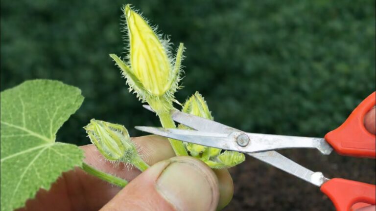 Non ci crederai… piante di zucca rigogliose usando solo una buccia di banana!