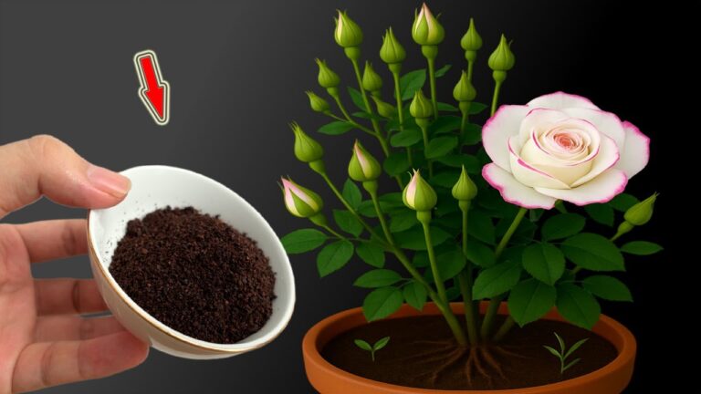 Nessuno immaginava rose infinite… usando solo uno stelo vecchio!