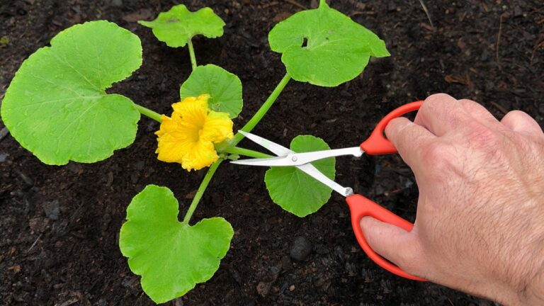 Non ci crederai… pomodori in 3 settimane con un semplice trucco!