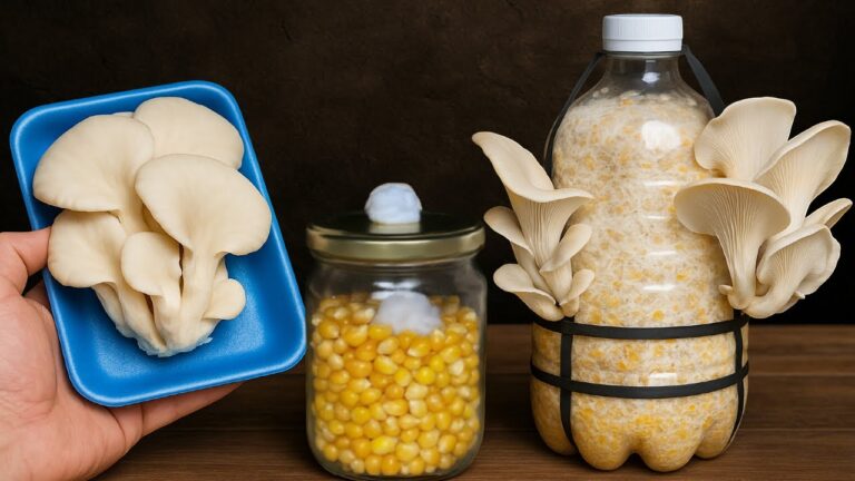 Non ci crederai… funghi infiniti usando solo una scatola di cartone!