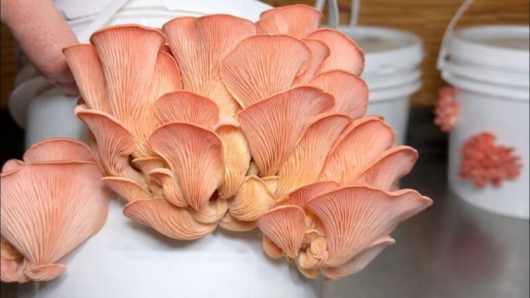 Non ci crederai… funghi infiniti con solo un semplice secchio!