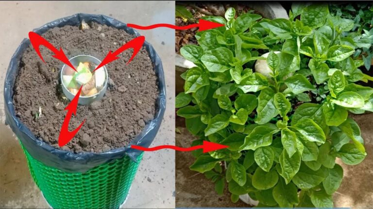 Questo metodo veloce trasforma il tuo balcone in un mini orto di spinaci…