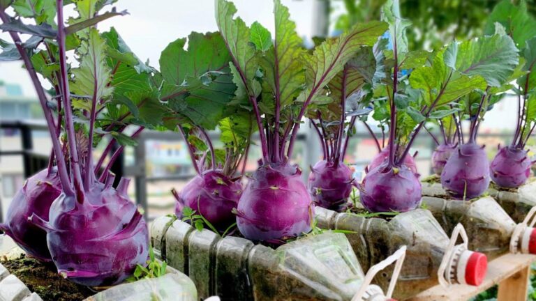 Questo semplice gesto trasforma il tuo terrazzo in un orto di cavolo rapa viola…