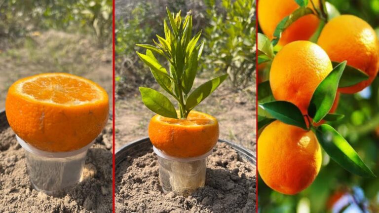 Questo semplice gesto trasforma il succo di limone in alberi di arancio… scopri come!