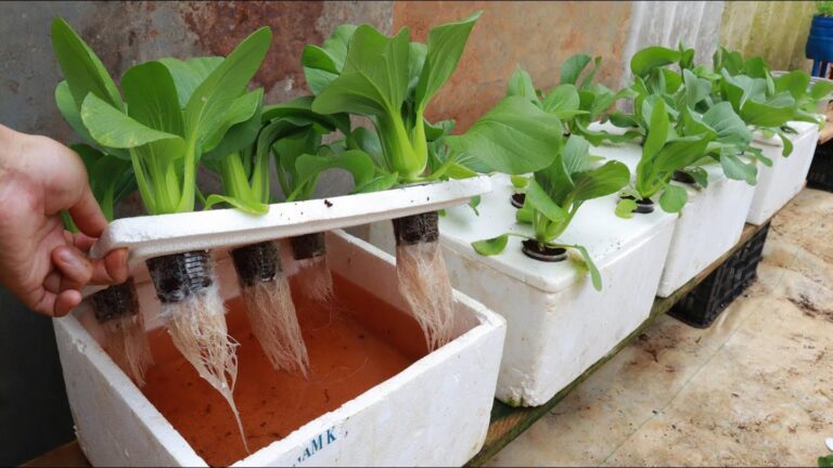 Questo metodo semplice trasforma il tuo balcone in un orto idroponico…