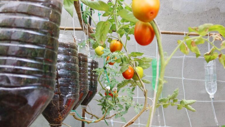 Questo semplice gesto trasforma bottiglie di plastica in pomodori freschi…