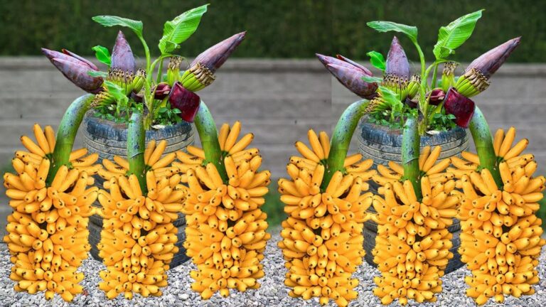 Questo semplice gesto trasforma il tuo banano in una pianta rigogliosa…