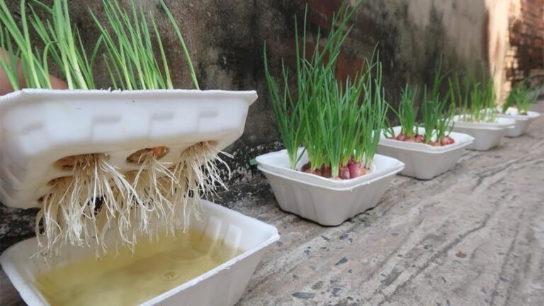 Questo semplice gesto trasforma contenitori in polistirolo in un giardino di cipolle e aglio…