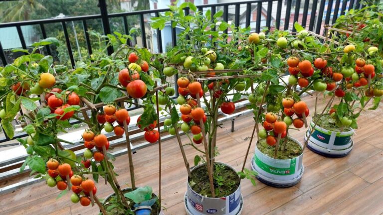 Questo semplice gesto trasforma il tuo balcone in un orto di pomodori perfetti…