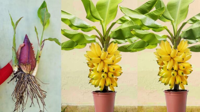Alcuni giardinieri usano un metodo semplice per far crescere banani velocemente…