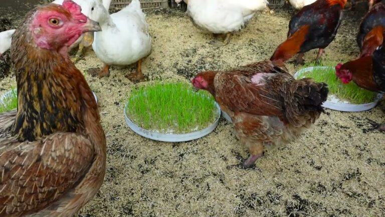 8 Modi Innovativi per Far Crescere Germogli di Riso a Casa tua!