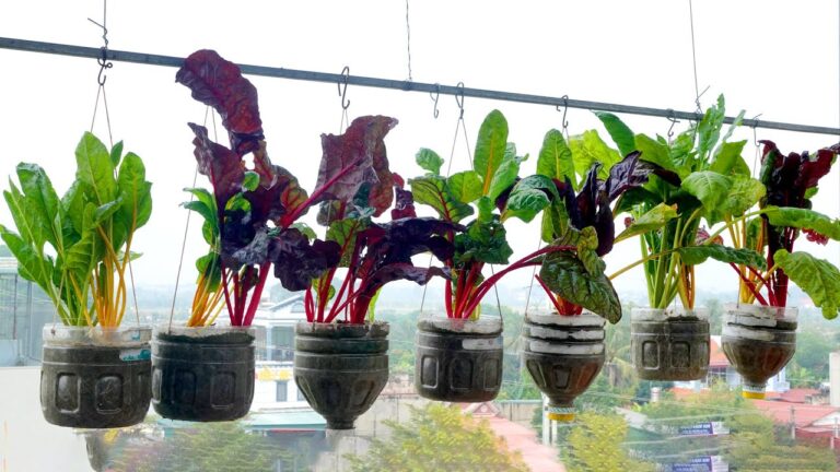Crea un orto con 5 bottiglie di plastica: scopri come coltivare bietole colorate!