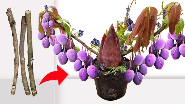 Scopri 5 Passi per Coltivare un Albero di Mango con Fiori di Banana!