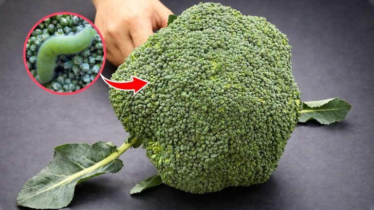 5 metodi per lavare il broccolo: scopri il trucco giusto!