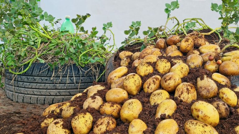10 modi creativi per coltivare patate usando vecchi pneumatici