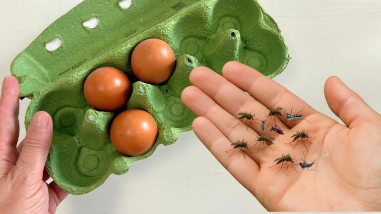 Scopri 5 idee geniali con le scatole delle uova per dire addio ai mozziconi!