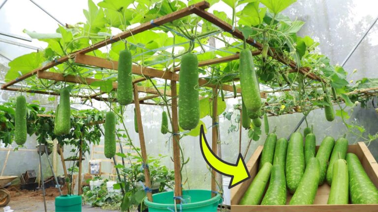 Coltivare zucchine in 1 vaso: scopri l’idea per un orto sul terrazzo!