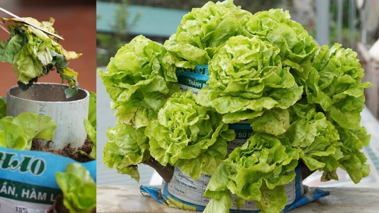 5 Modi Creativi per Coltivare Lattuga con Rifiuti da Cucina! Scopri Come!