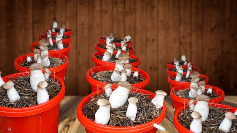 10 Passi Facili per Coltivare Funghi in Casa e Raccogliere in Breve Tempo