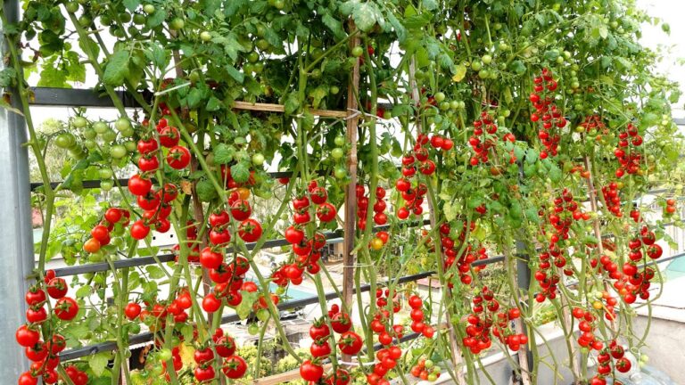 5 consigli per coltivare pomodori stringa in terrazzo con risultati sorprendenti!