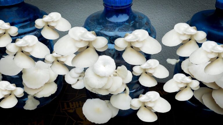 Coltiva 5 funghi in bottiglie di plastica con foglie di banana a casa tua!