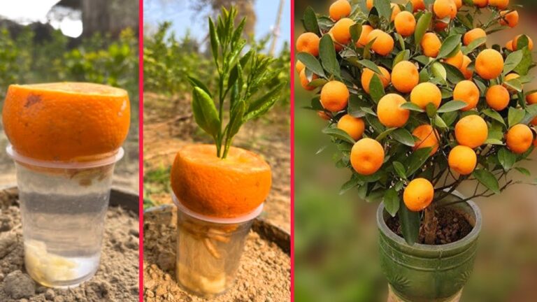 5 consigli per coltivare alberi di arancio in acqua fresca facilmente