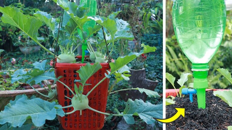 Scopri 5 motivi per coltivare il kohlrabi in un cestino!