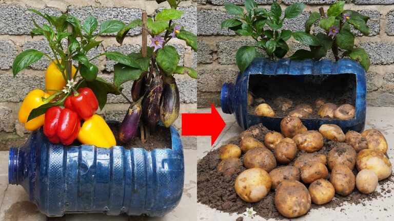 3 idee per coltivare patate, melanzane e peperoni nel tuo giardino!