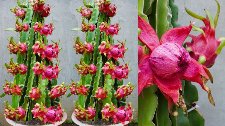 5 motivi per coltivare il drago rosso in casa e ottenere tanti frutti succosi