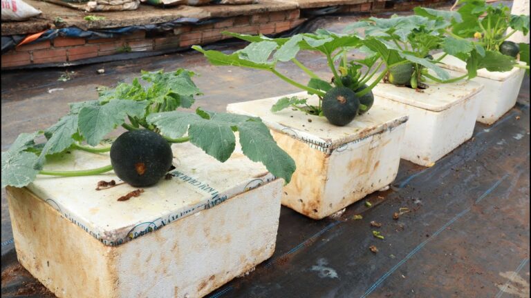 5 Passi per Coltivare e Raccolgliere Zucche nel Tuo Giardino Fai-da-Te