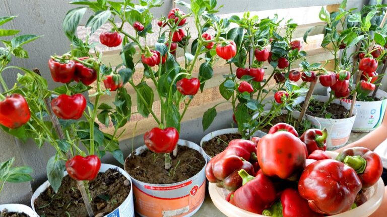 5 segreti per coltivare peperoni resistenti al caldo sul terrazzo!