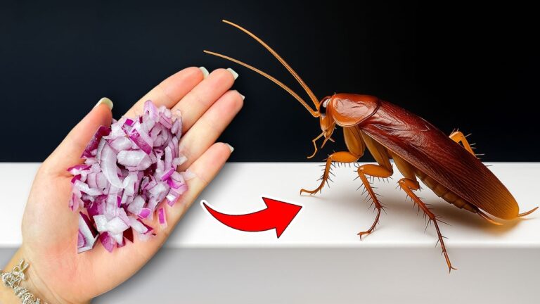 Elimina gli scarafaggi in 5 semplici mosse e riporta la calma in casa tua!