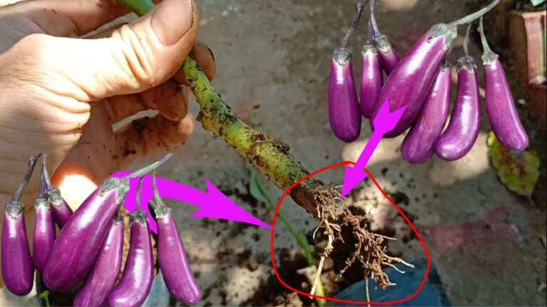 Coltivare Melanzane da Talea: 5 Passi Semplici per un Raccolto Rigoglioso!