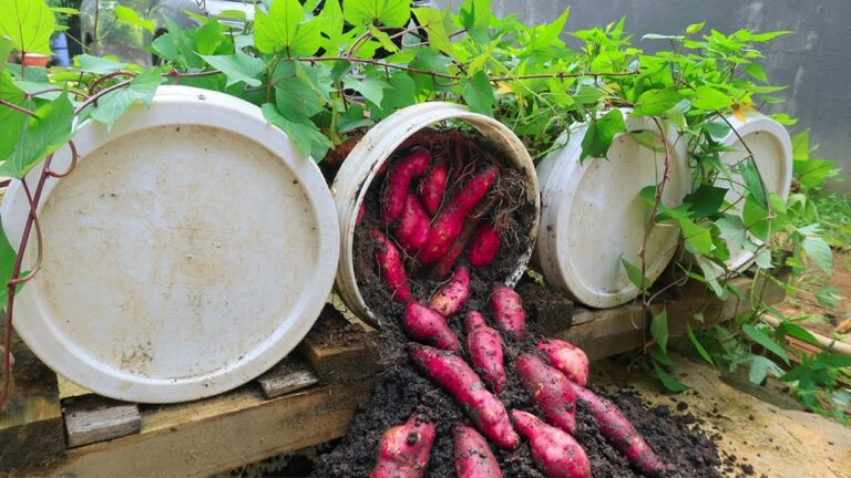 Coltivare Patate Dolci: 7 Trucchi per Avere Tuberi in Contenitori!