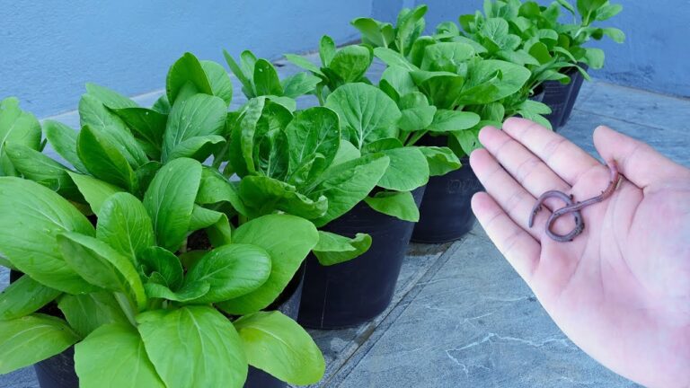 5 Strategie Efficaci per Coltivare Bok Choy sul Balcone e Sorprendere Tutti!