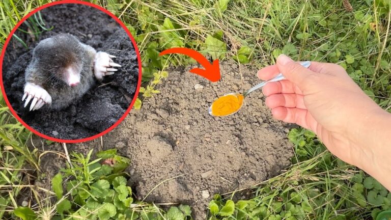 Elimina le taupe nel tuo giardino con 1 semplice trucco! Scopri come!