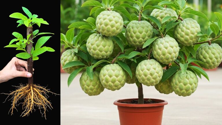 3 Metodi Efficaci per Coltivare Piante di Cherimoya in Casa