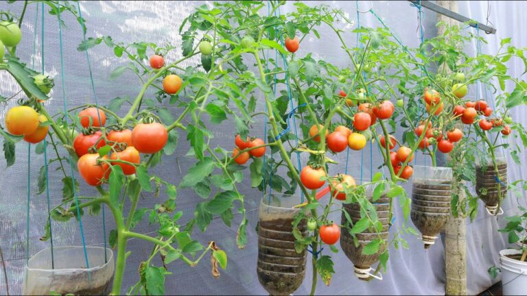 Coltiva 5 pomodori in bottiglie sospese: la guida per chi non ha giardino!
