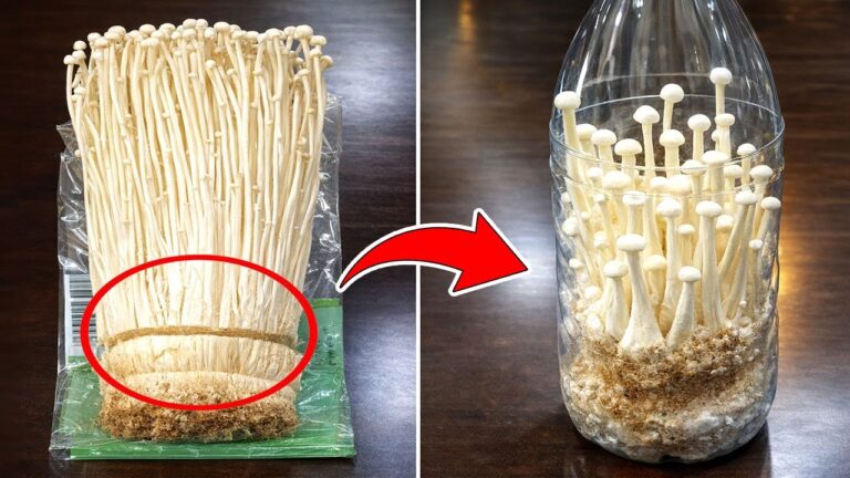 7 Passi per Coltivare Funghi Enoki come un Esperto e Risparmiare!