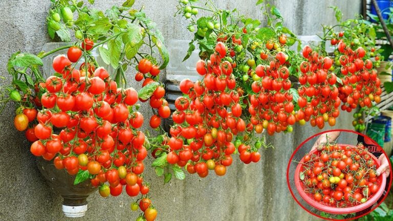 5 Passi Semplici per Coltivare Pomodori su un Muro Senza Giardino
