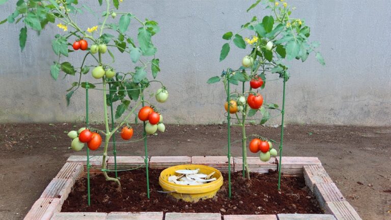 Scopri 5 trucchi per coltivare pomodori e ottenere un raccolto straordinario!