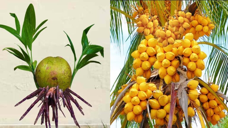 3 Passi per Innestare Palme di Cocco con Cocacola: Scopri Come!