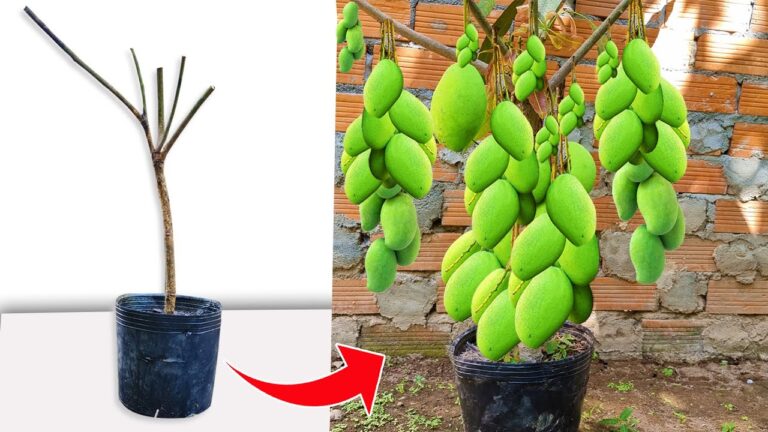 5 Tecniche Uniche per Propagare un Mango Facile e Veloce