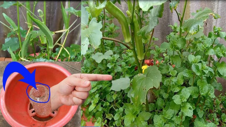 5 semplici passi per coltivare okra e menta in vaso a casa tua