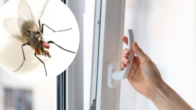 Scopri 5 trucchi per tenere lontane le mosche da casa tua!