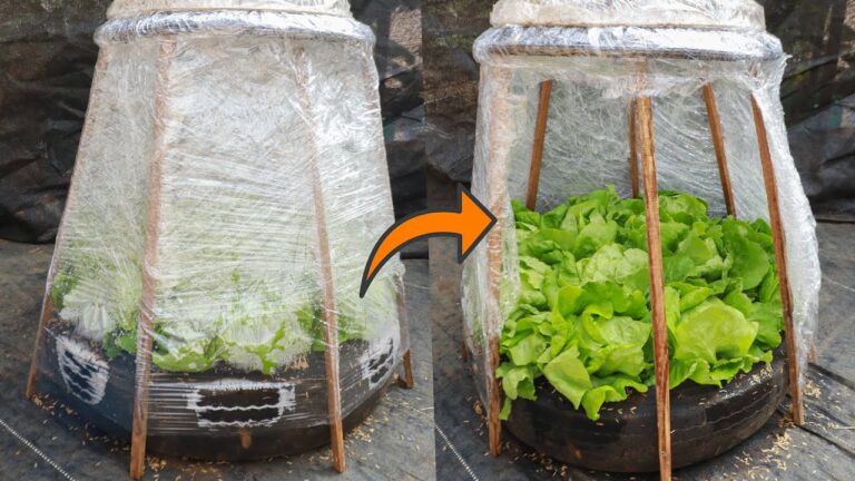 5 semplici passi per coltivare lattuga in inverno con una serra fai-da-te!