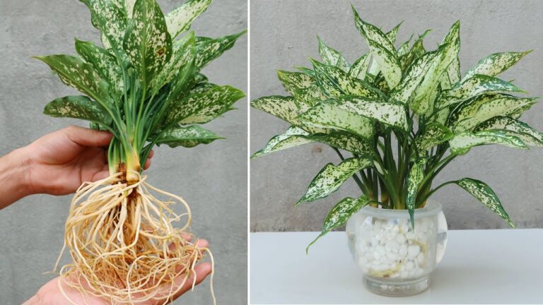 5 semplici passi per propagare piante in acqua e purificare l’aria in casa