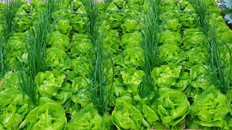 5 Tecniche di Coltivazione per Ottimizzare il Tuo Spazio Verde