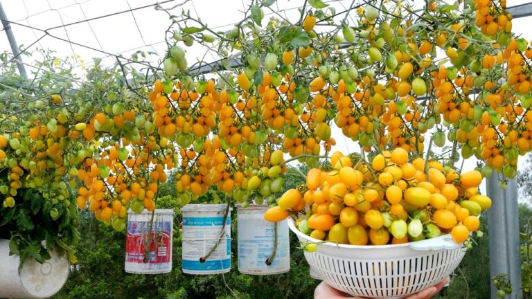 10 Consigli per Coltivare Pomodori in Casa e Avere Raccolti Abbondanti