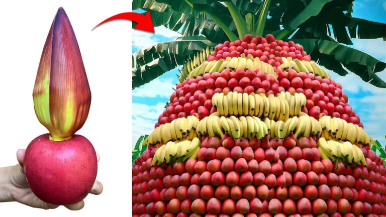 Scopri 5 tecniche sorprendenti per innestare banani con frutti di mela